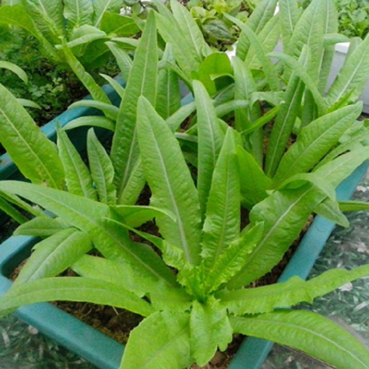 Hạt giống rau diếp thơm